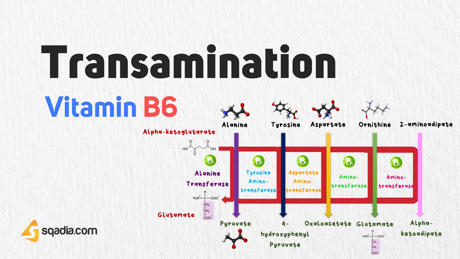 WaterSoluble Vitamin B6 Transamination