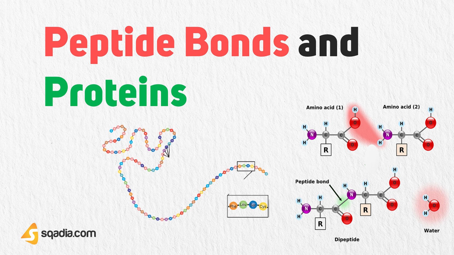 Peptide Bonds and Proteins Biochemistry