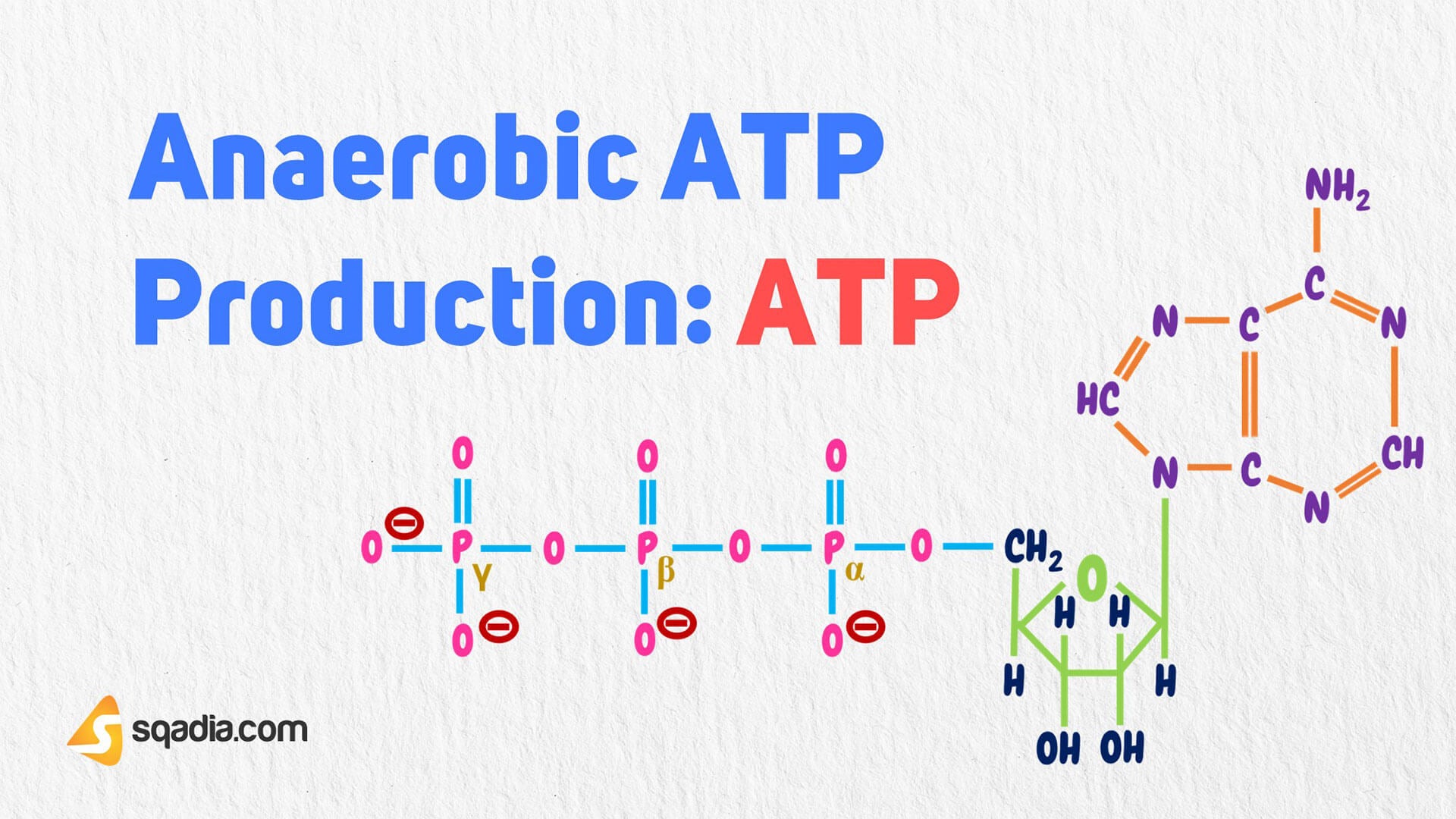 Anaerobic ATP Production ATP Introduction