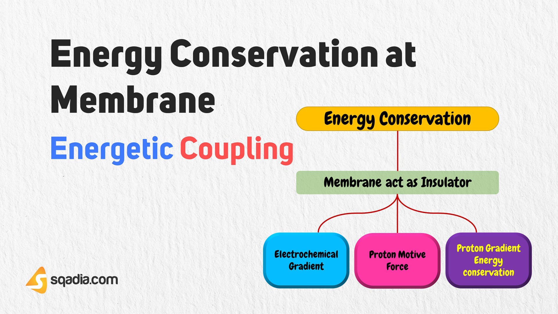 Energetic Coupling Energy Conservation at Membranes