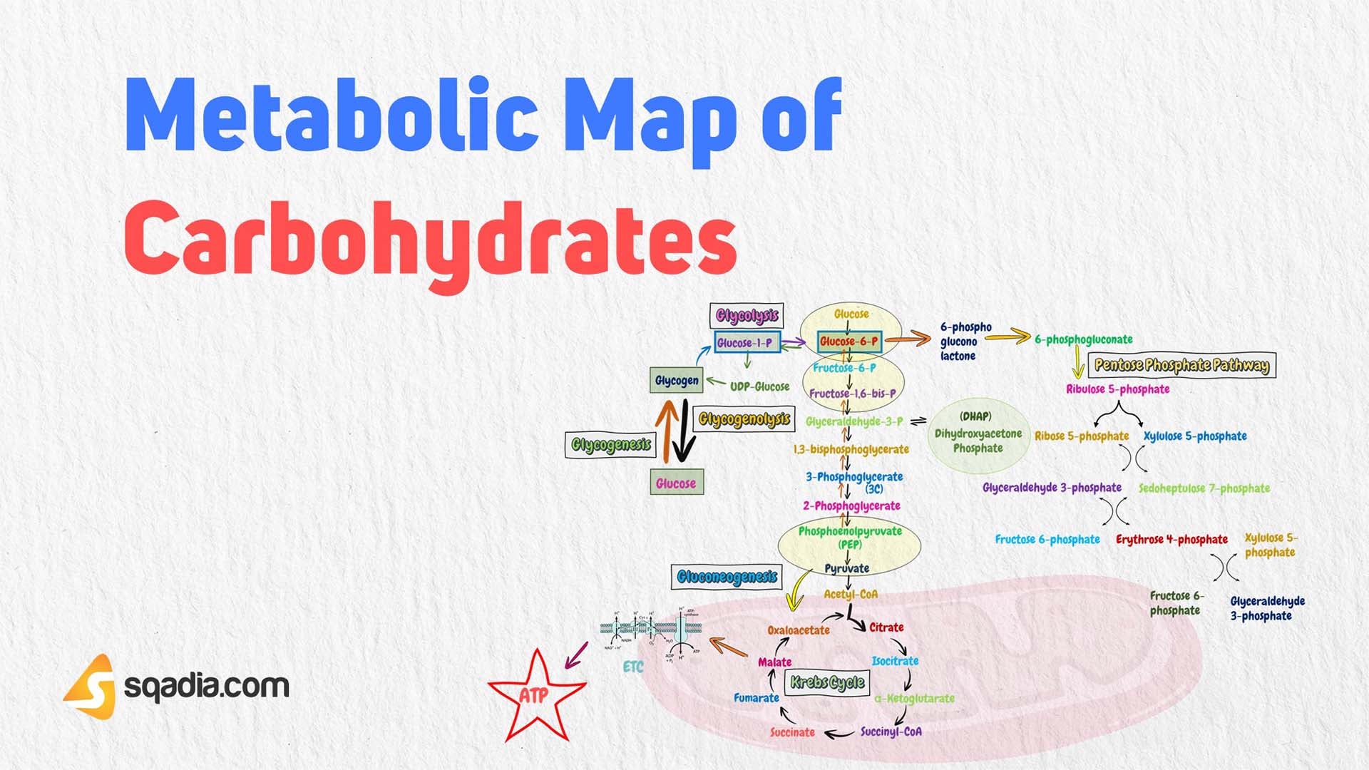 Metabolism Diagram Metabolism Diagram