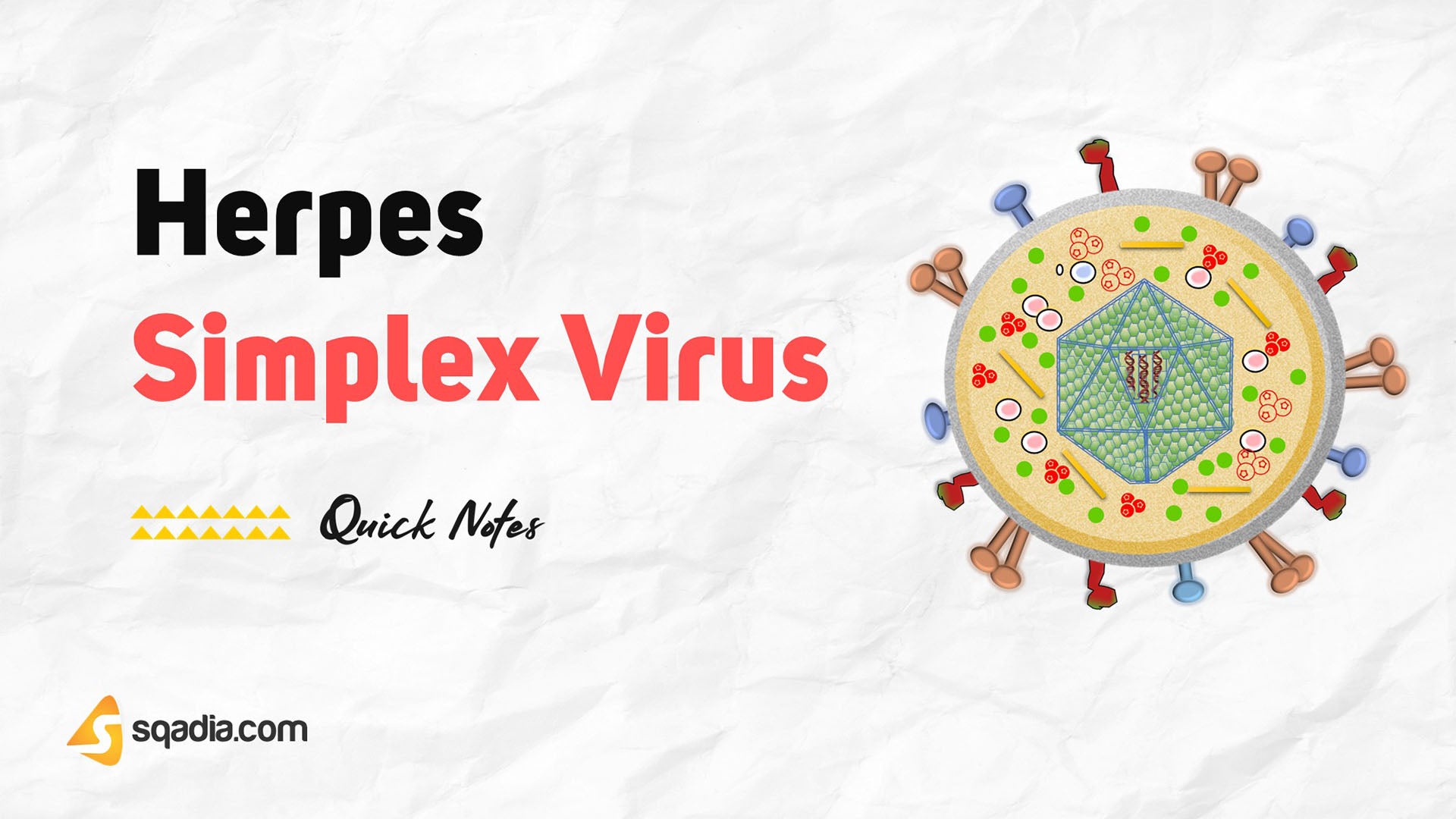 Herpes Simplex Virus Introduction