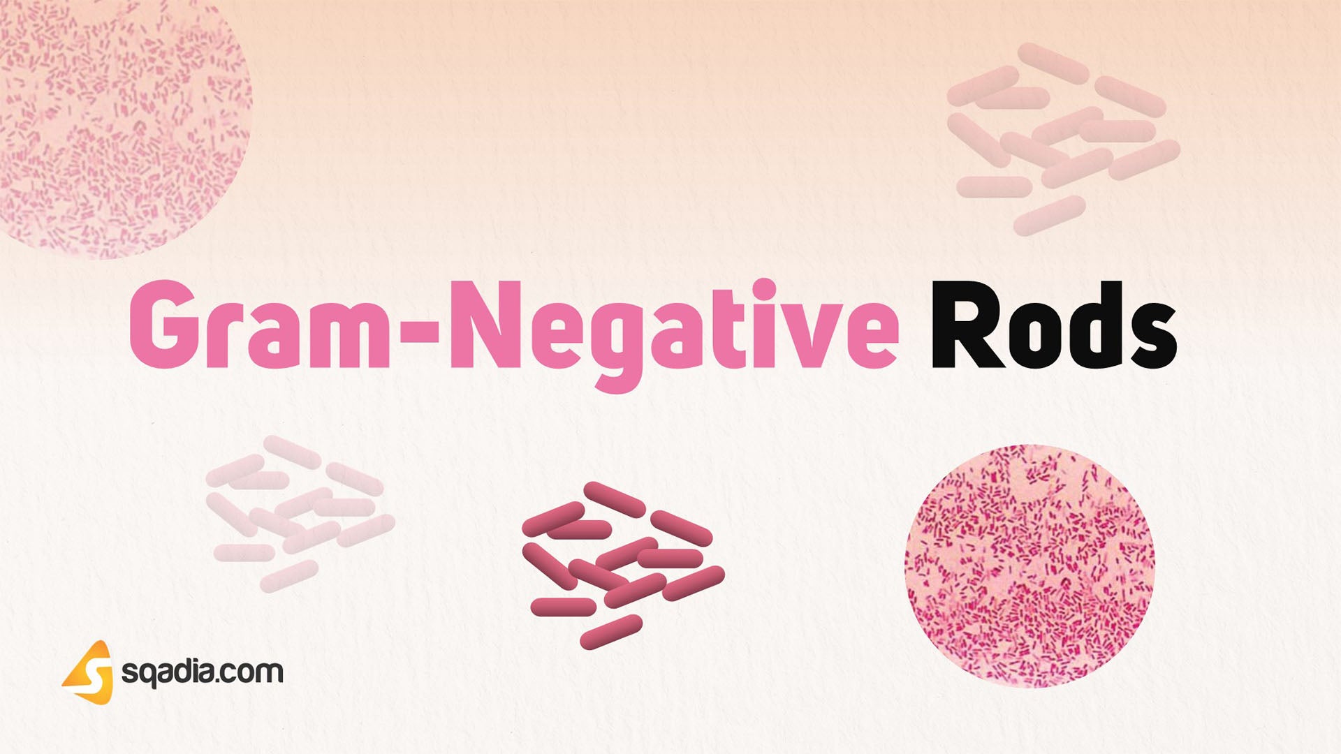 gram-negative-rods-introduction