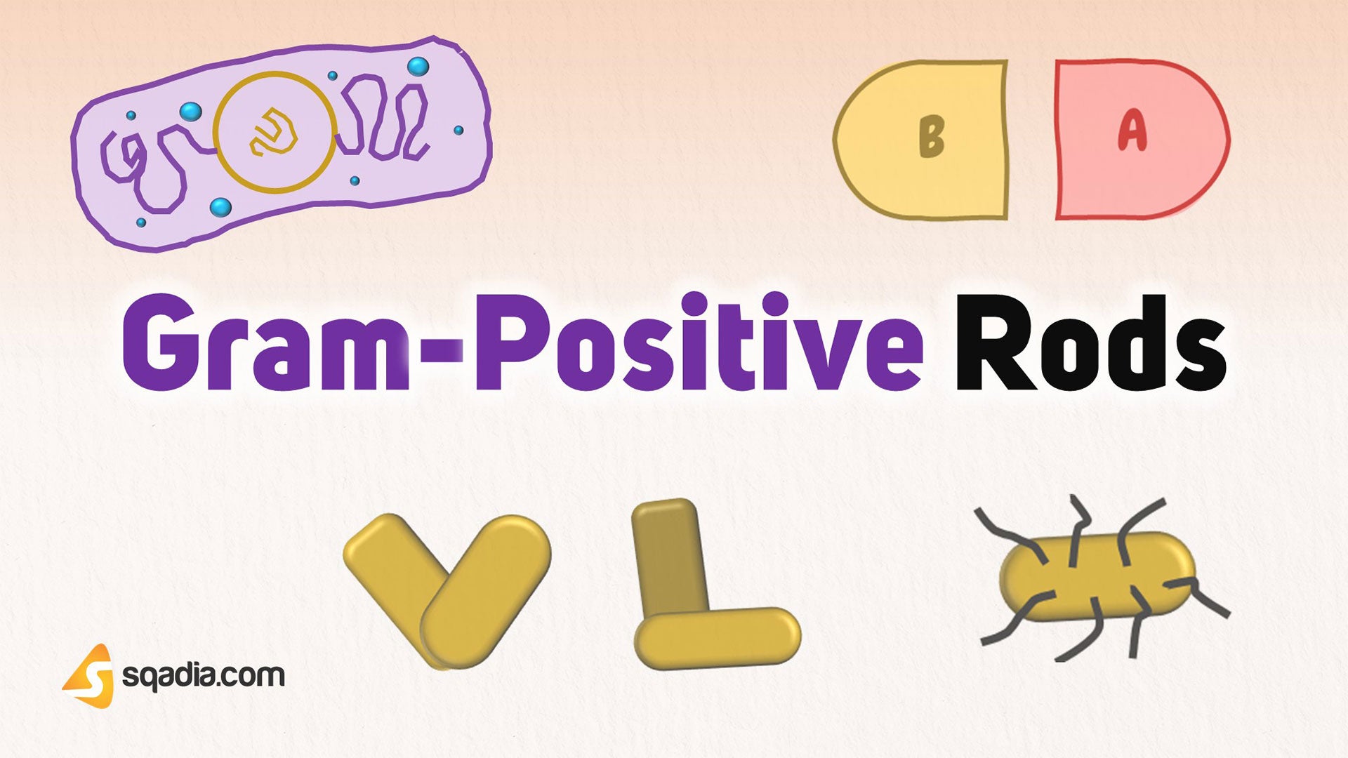 GramPositive Rods Introduction