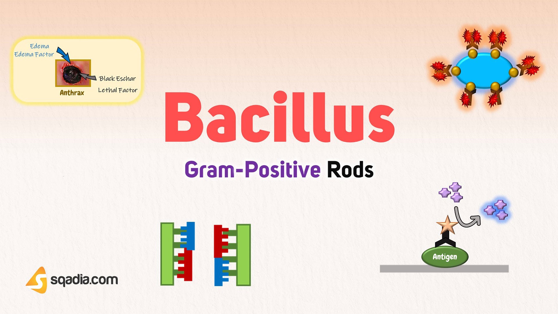 GramPositive Rods Bacillus