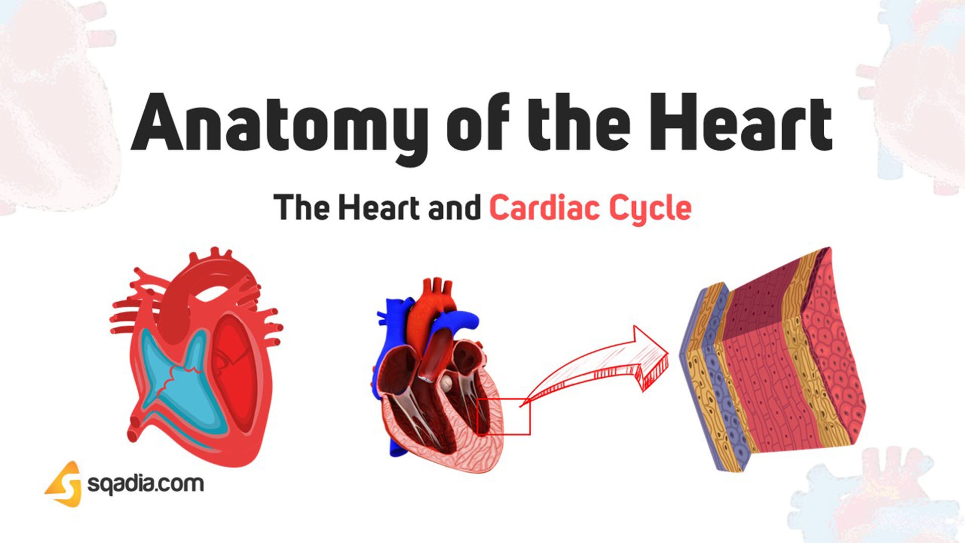The Heart and Cardiac Cycle Biology Diagrams