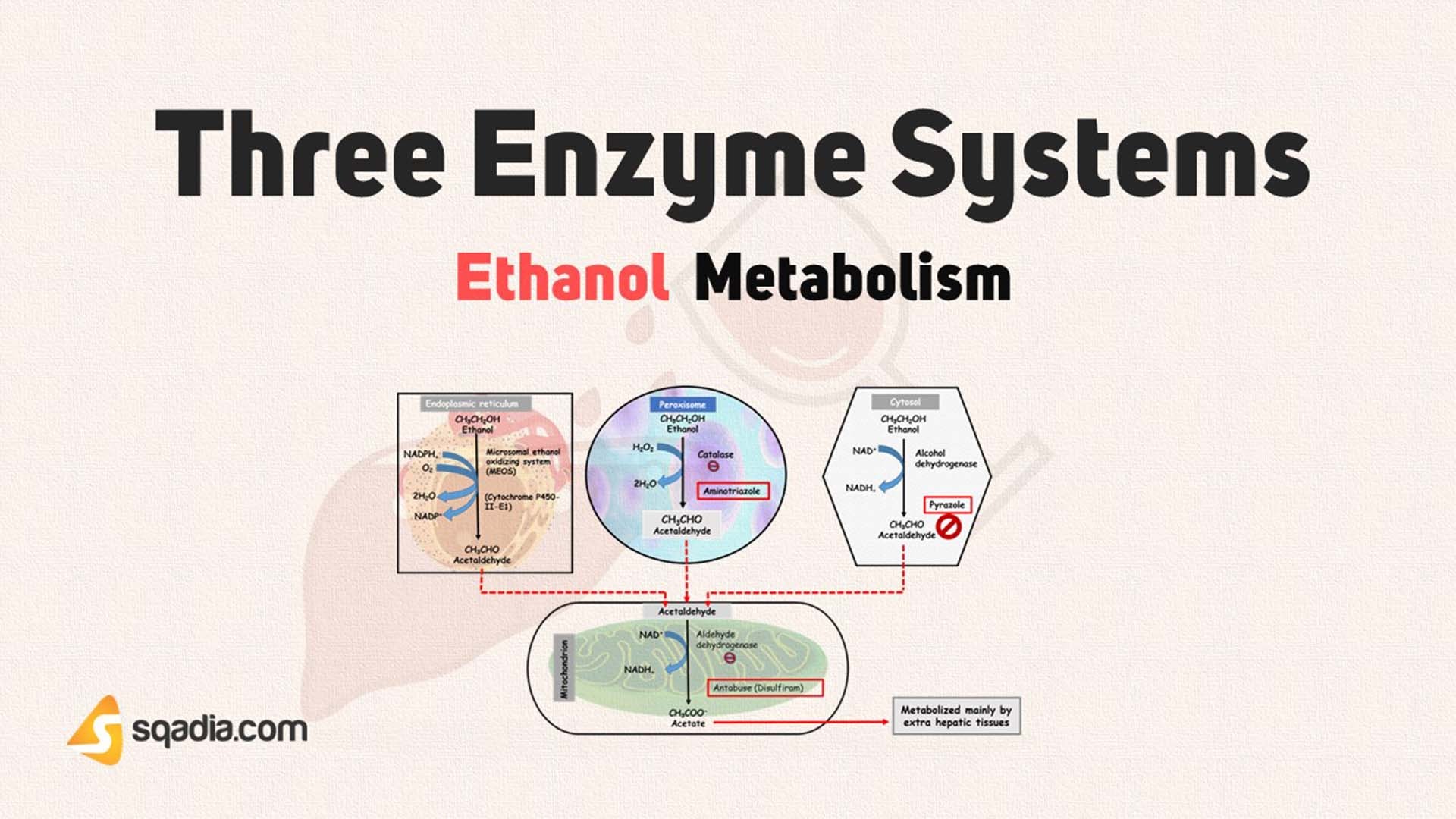 Ethanol Metabolism Three Enzyme Systems
