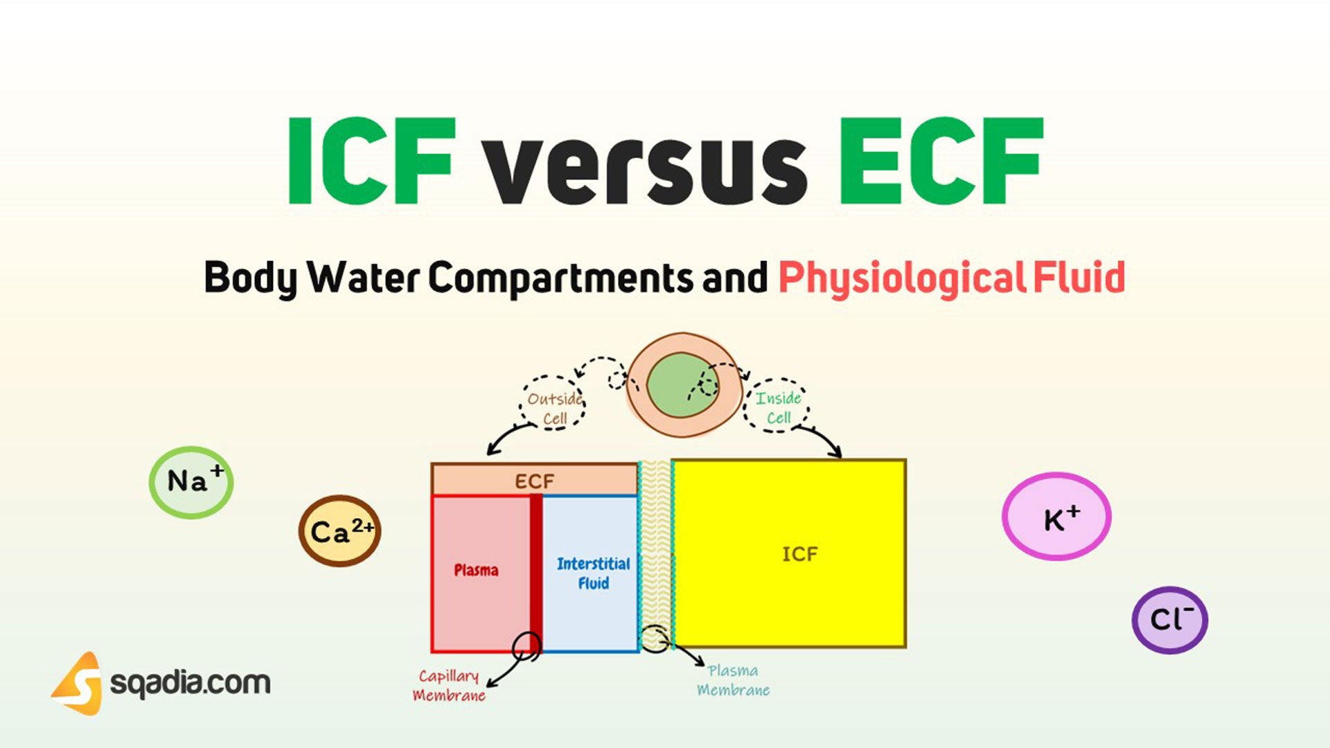 Body Water Compartments and Physiological Fluids ICF vers