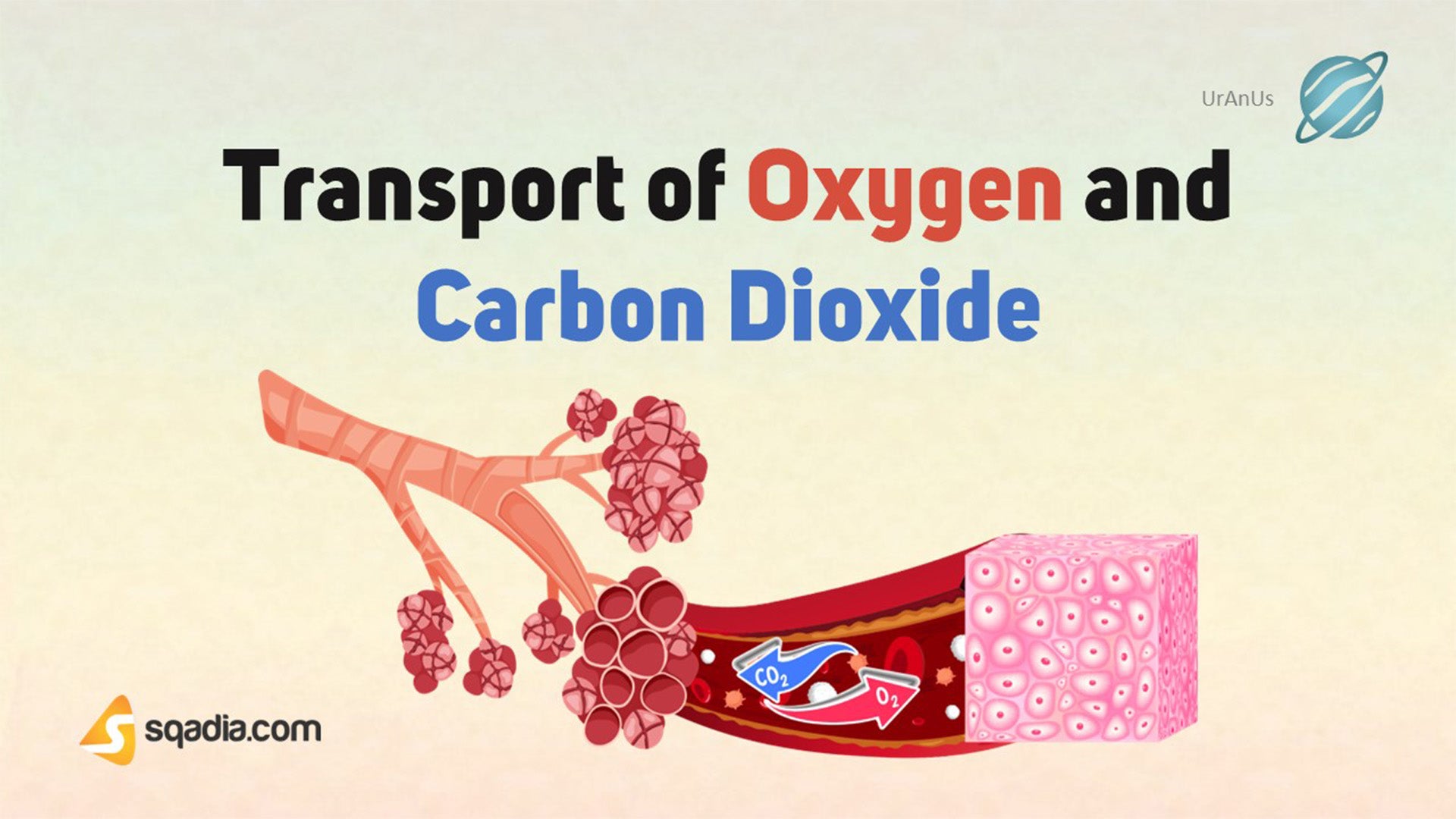 Transport of Oxygen and Carbon Dioxide Introduction