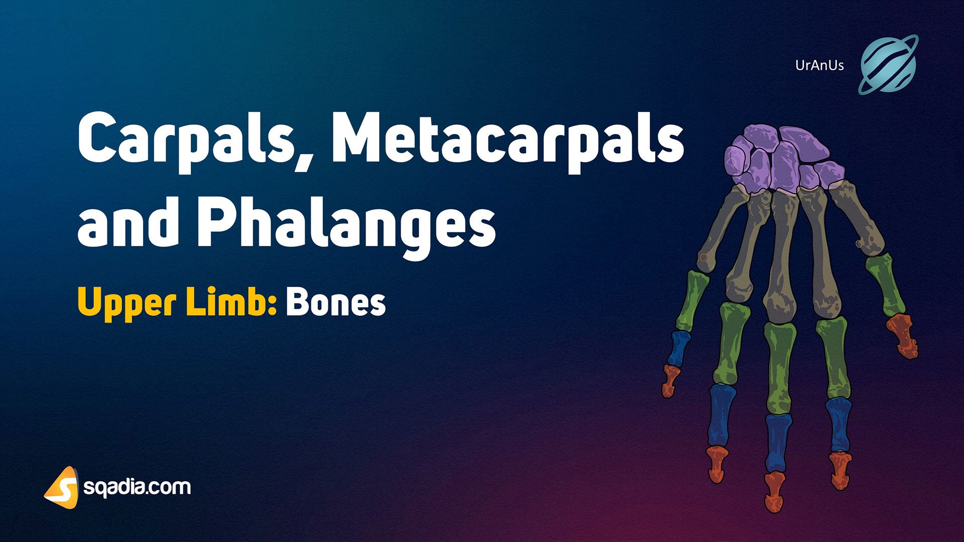 Carpals And Metacarpals