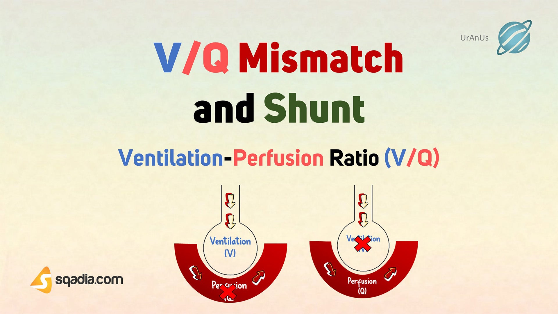 VentilationPerfusion Ratio (V/Q) V/Q Mismatch and Shunt
