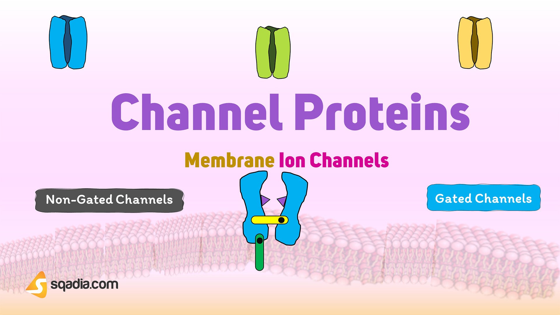 Membrane Ion Channels Channel Proteins