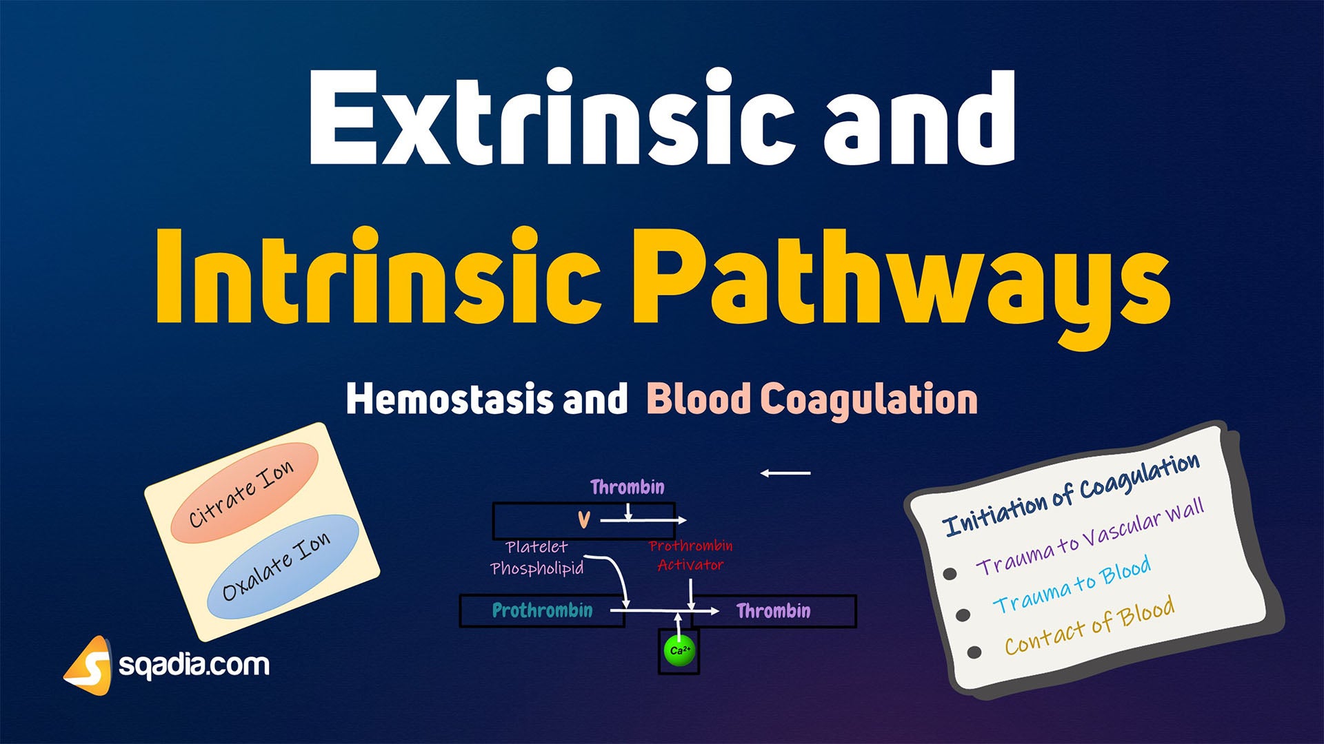 Extrinsic Pathway Coag – Extrinsic Coagulation Pathway – MAEO