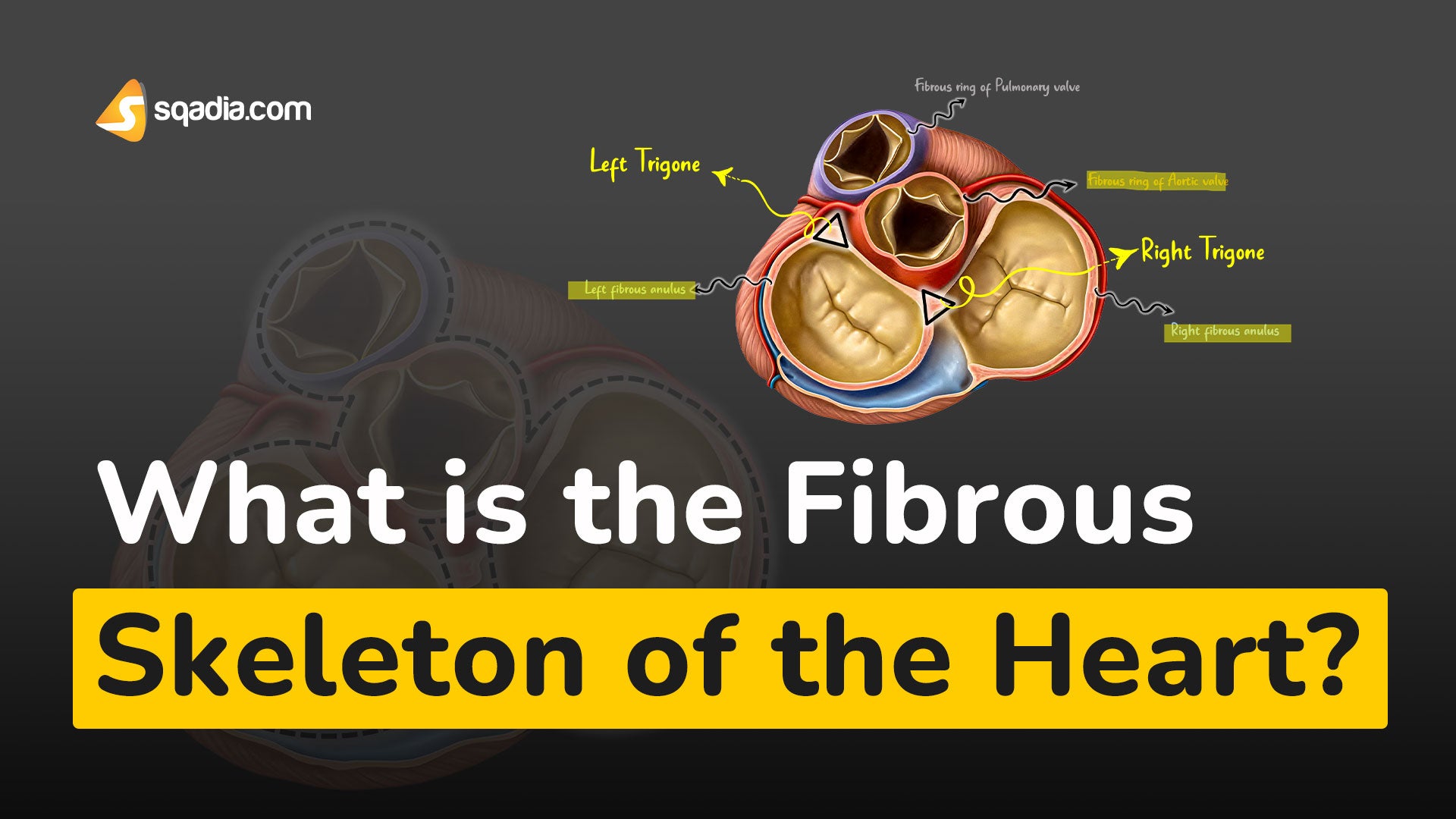 What is the Fibrous Skeleton of the Heart? Physiology