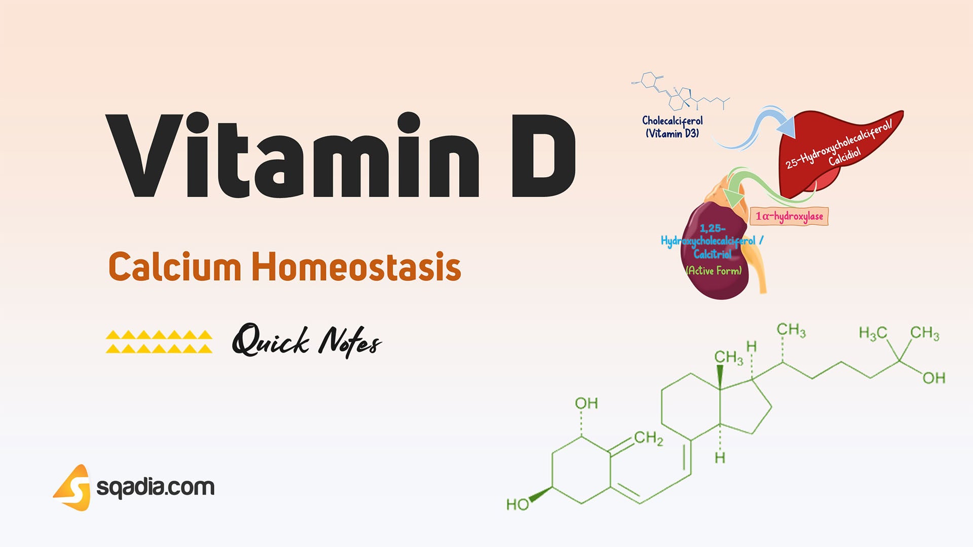 Calcium Homeostasis Vitamin D