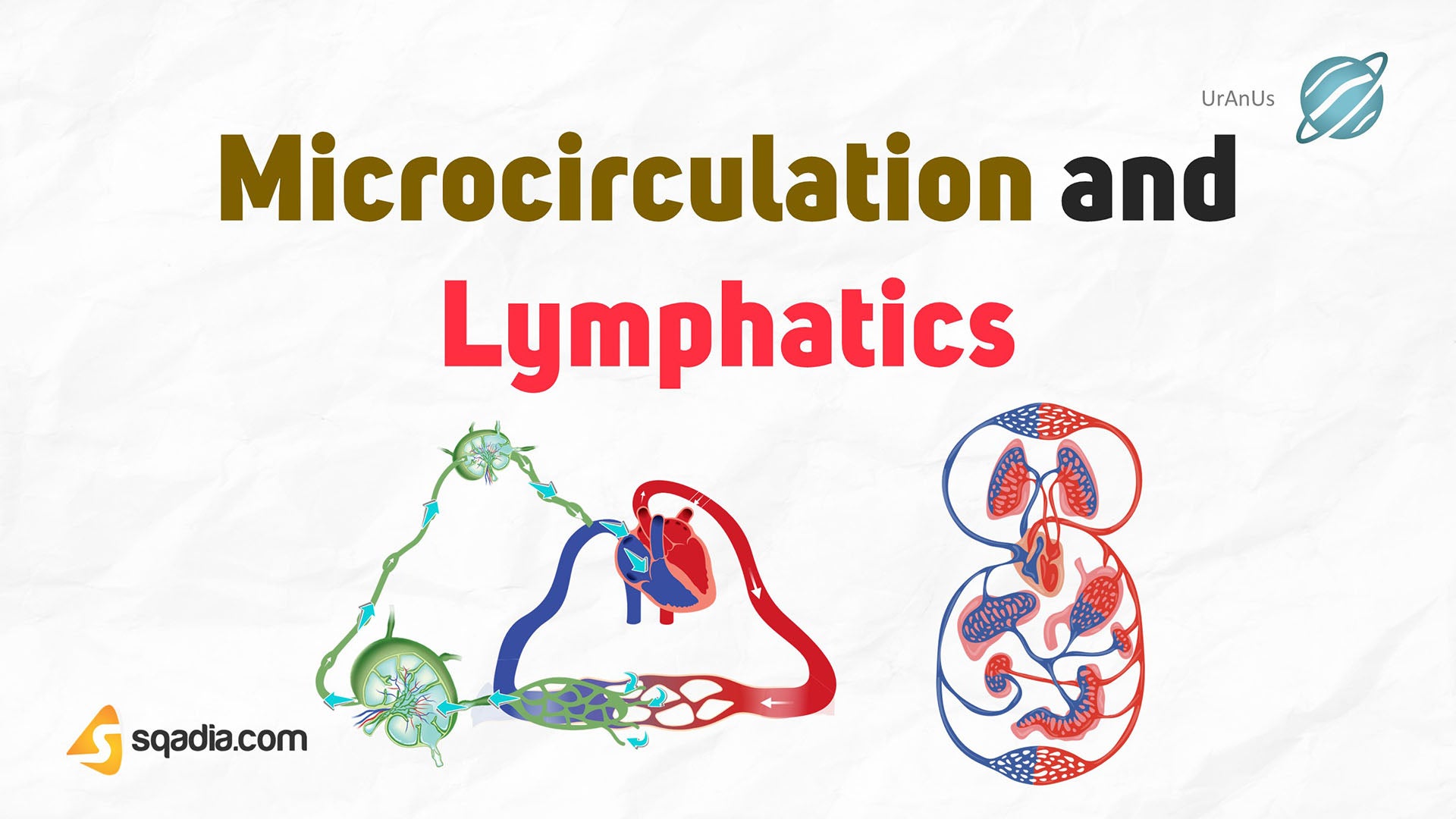 Microcirculation and Lymphatics Introduction