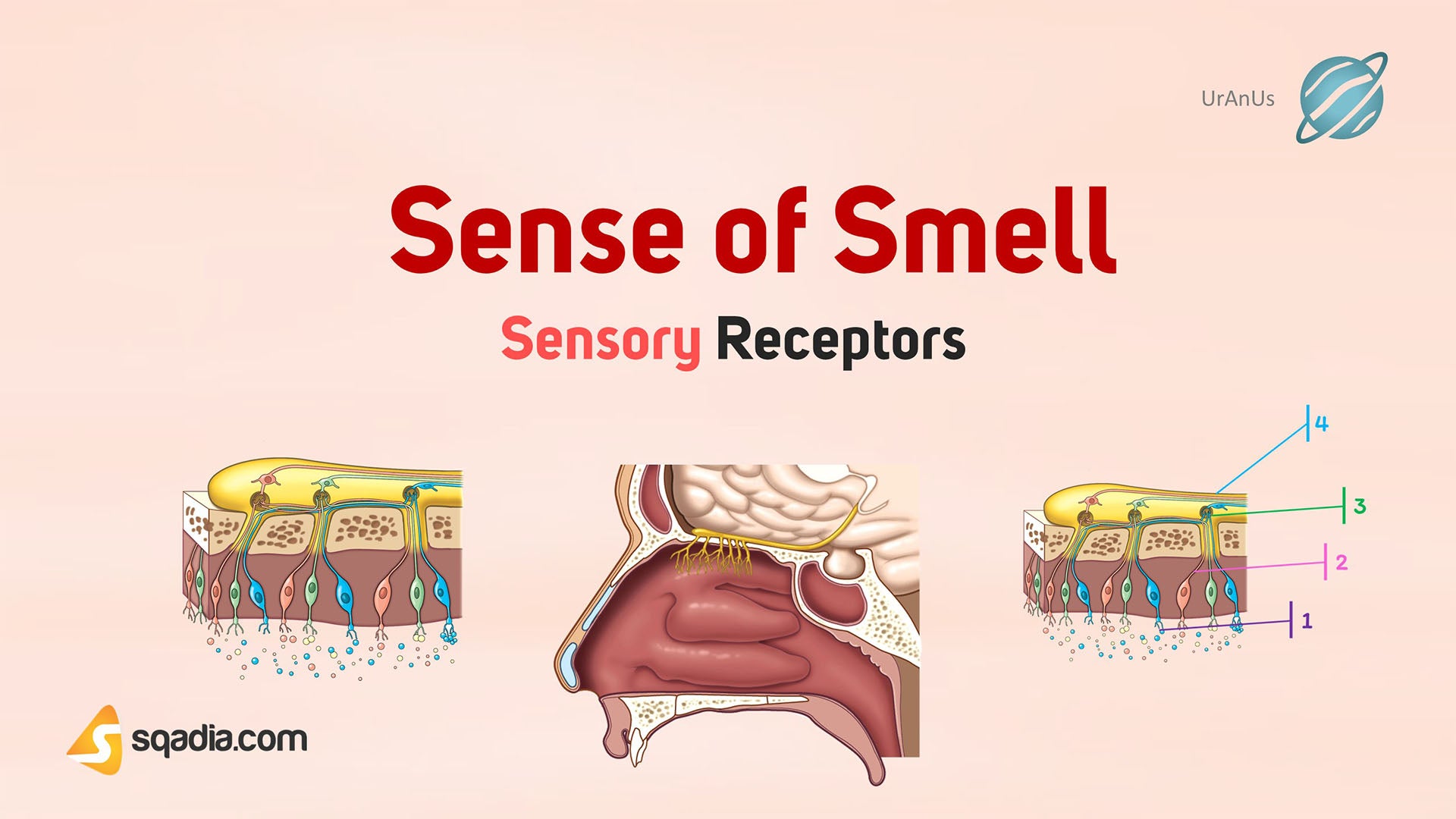 Sensory Receptors Sense of Smell
