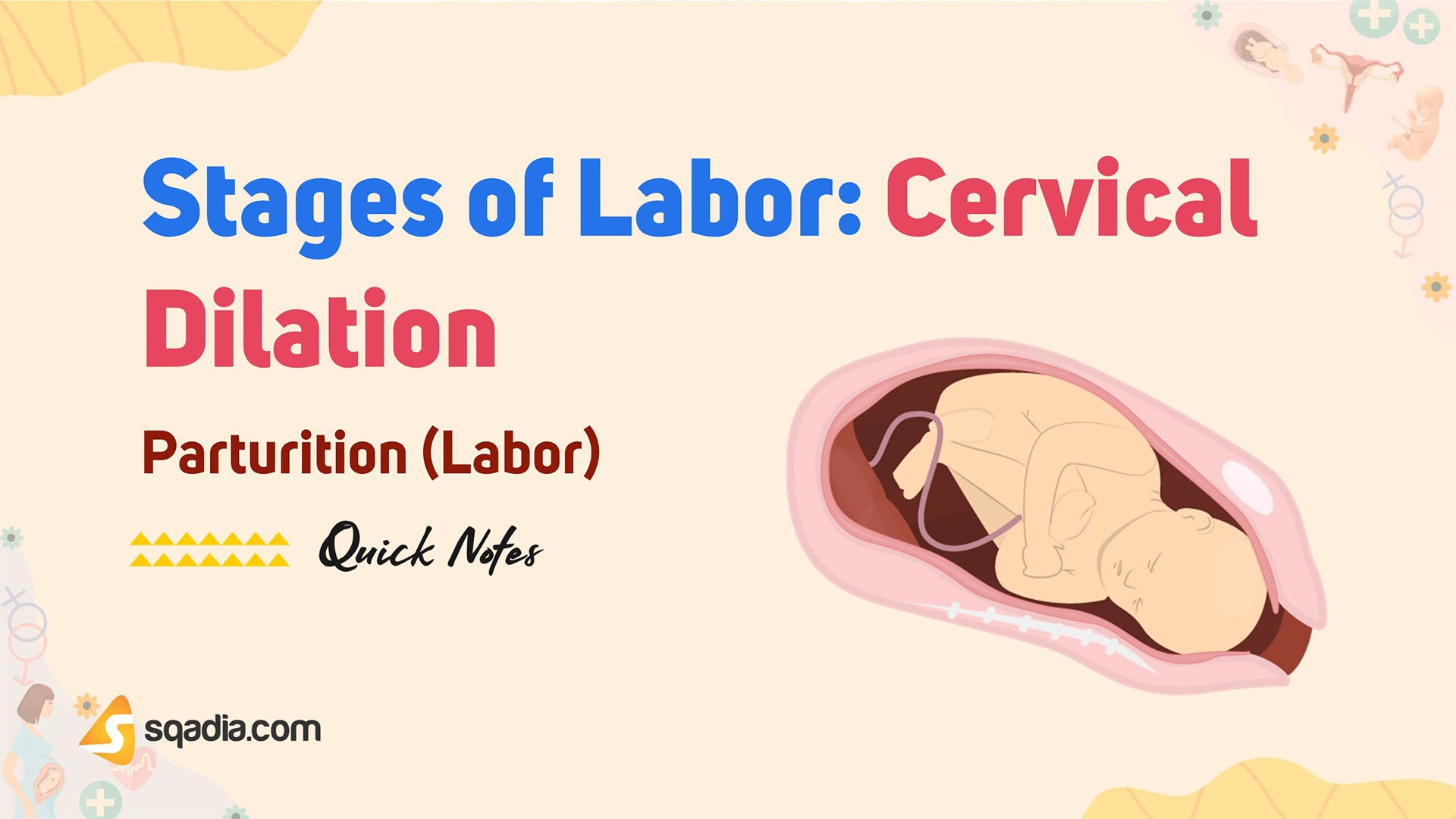 Parturition (Labor) Stages of Labor Cervical Dilation