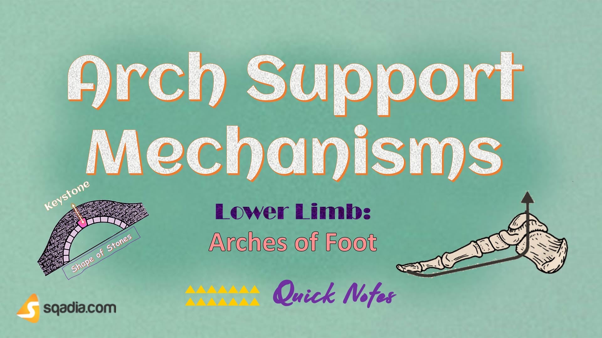lower-limb-arches-of-foot-arch-support-mechanisms