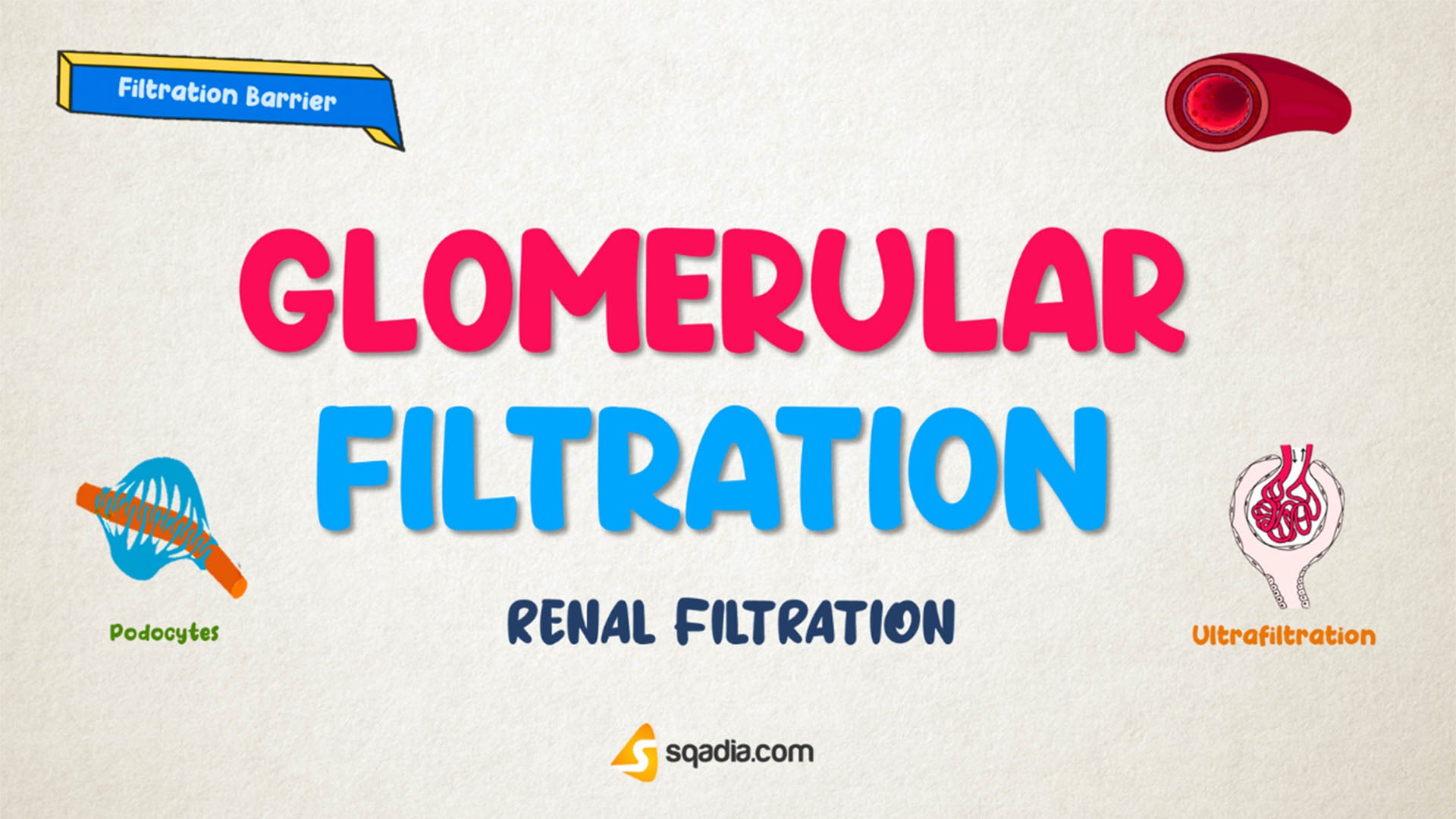 Renal Filtration Physiology Glomerular Filtration (Filtration Barrier)