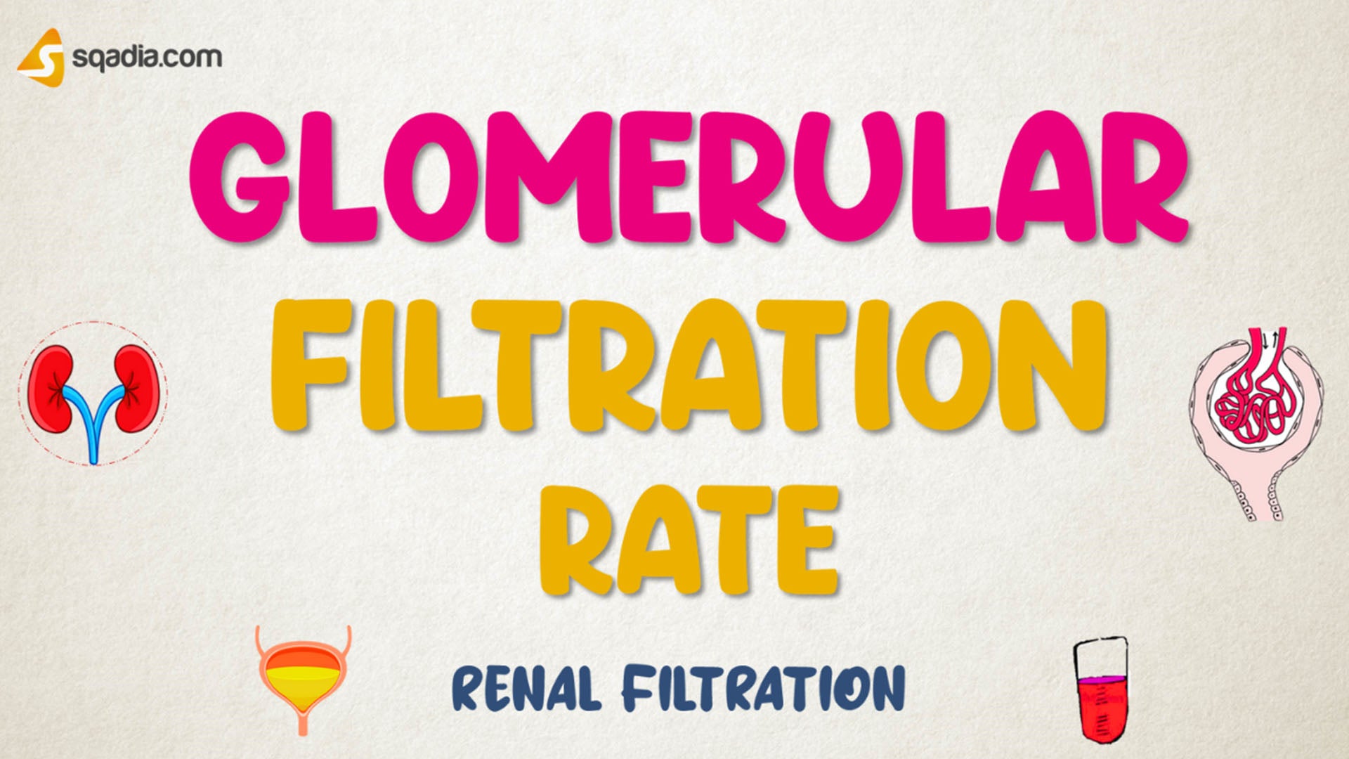 Renal Filtration Physiology Glomerular Filtration Rate