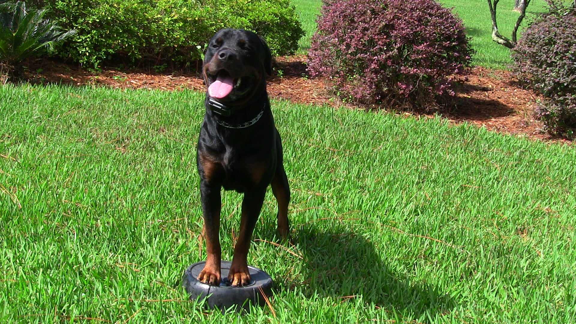 How To Teach A Dog Touch Pad Command -Heinz Dog Training | Heinz Dog ...