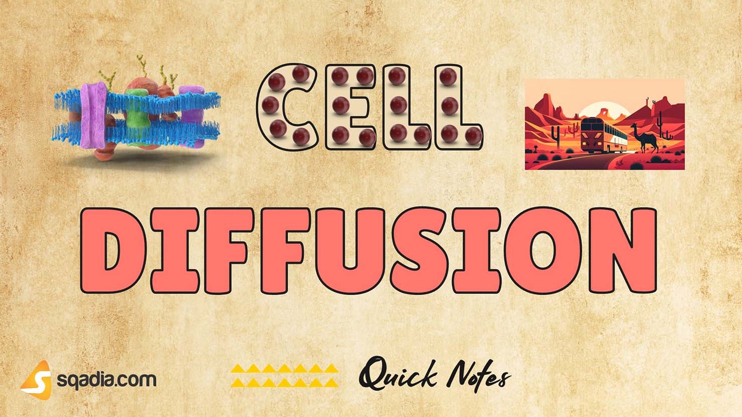 Cell Diffusion - Introduction