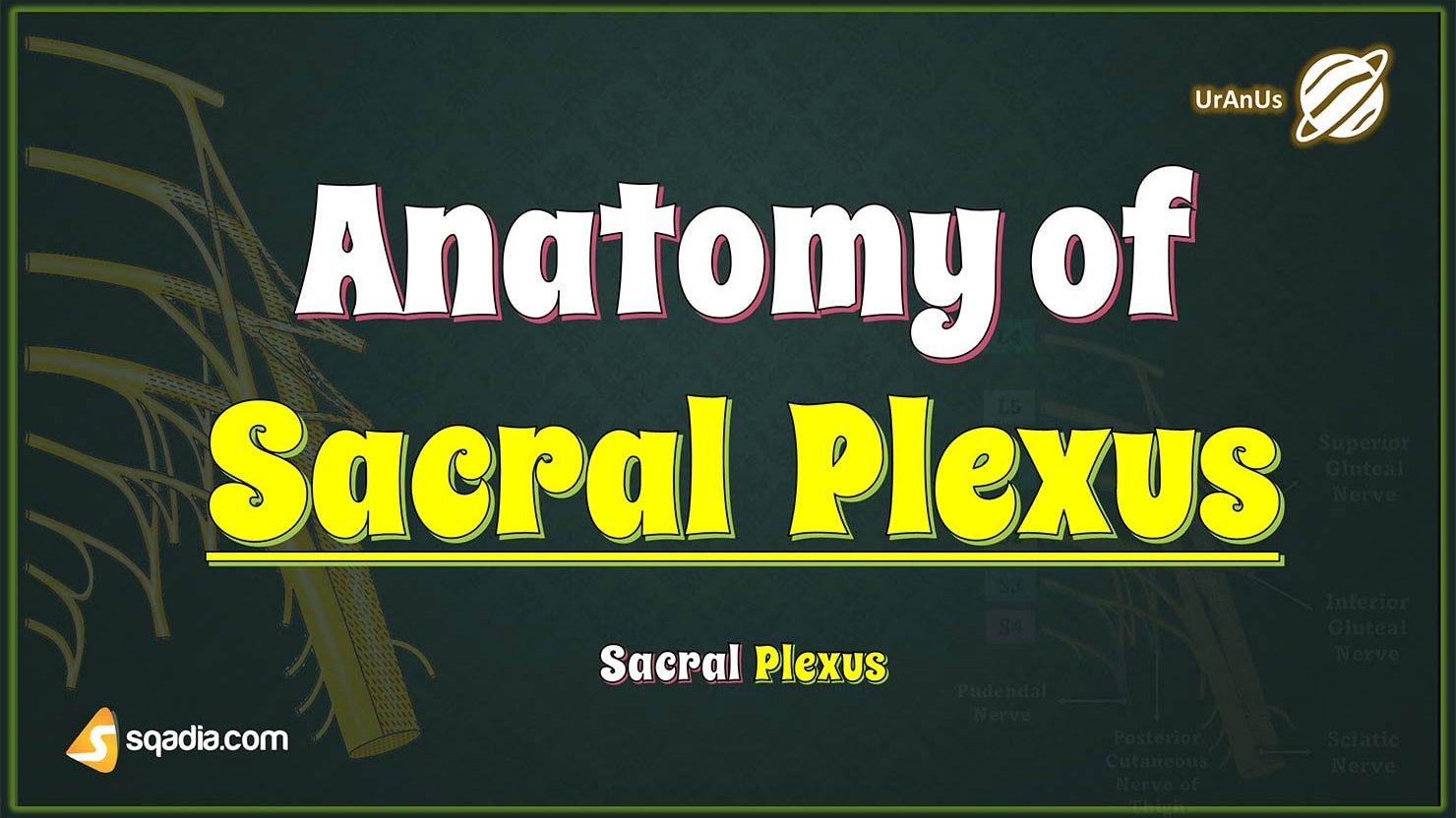 Anatomy of Sacral Plexus Biology Diagrams
