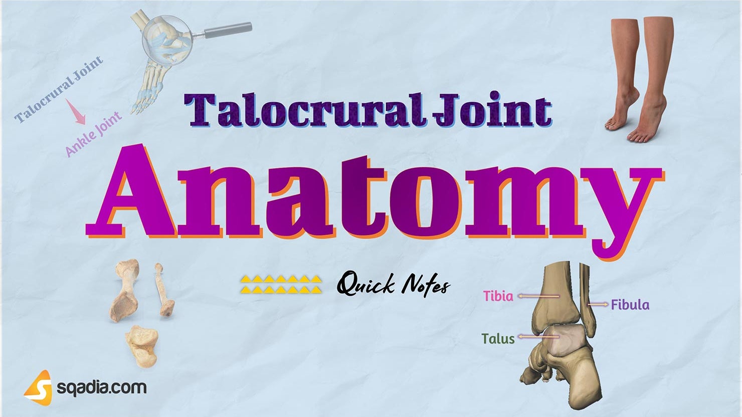 Ace This Anatomy Quiz Talocrural Joint Edition - k9if84p