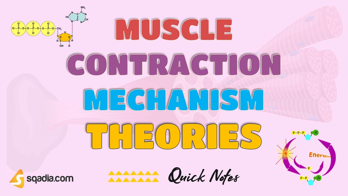 Sliding Filament Theory Walk along Theory Role of ATP
