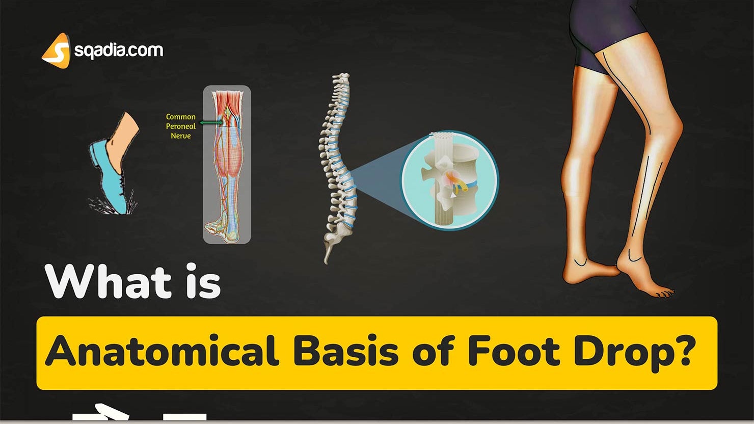 What is Anatomical Basis of Foot Drop? Anatomy