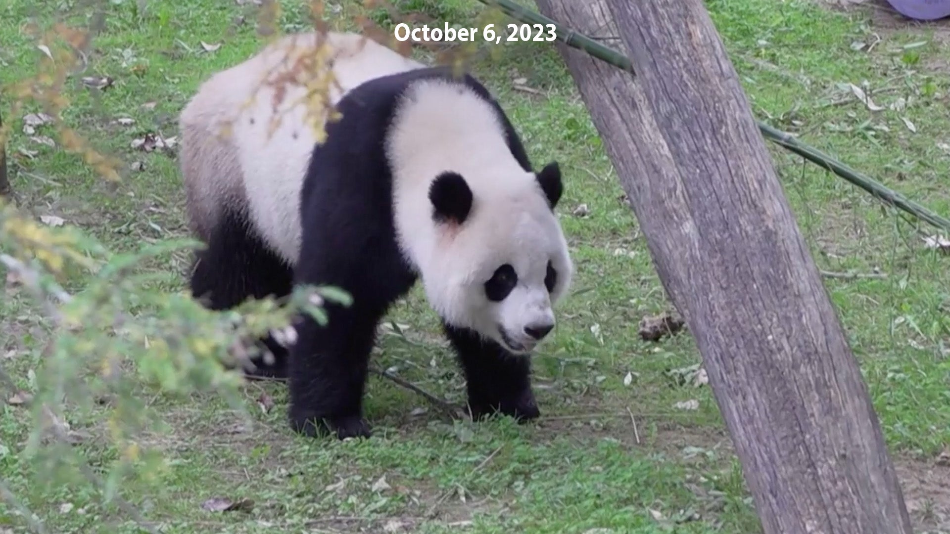 Panda Diplomacy World Watch Panda Diplomacy World Watch