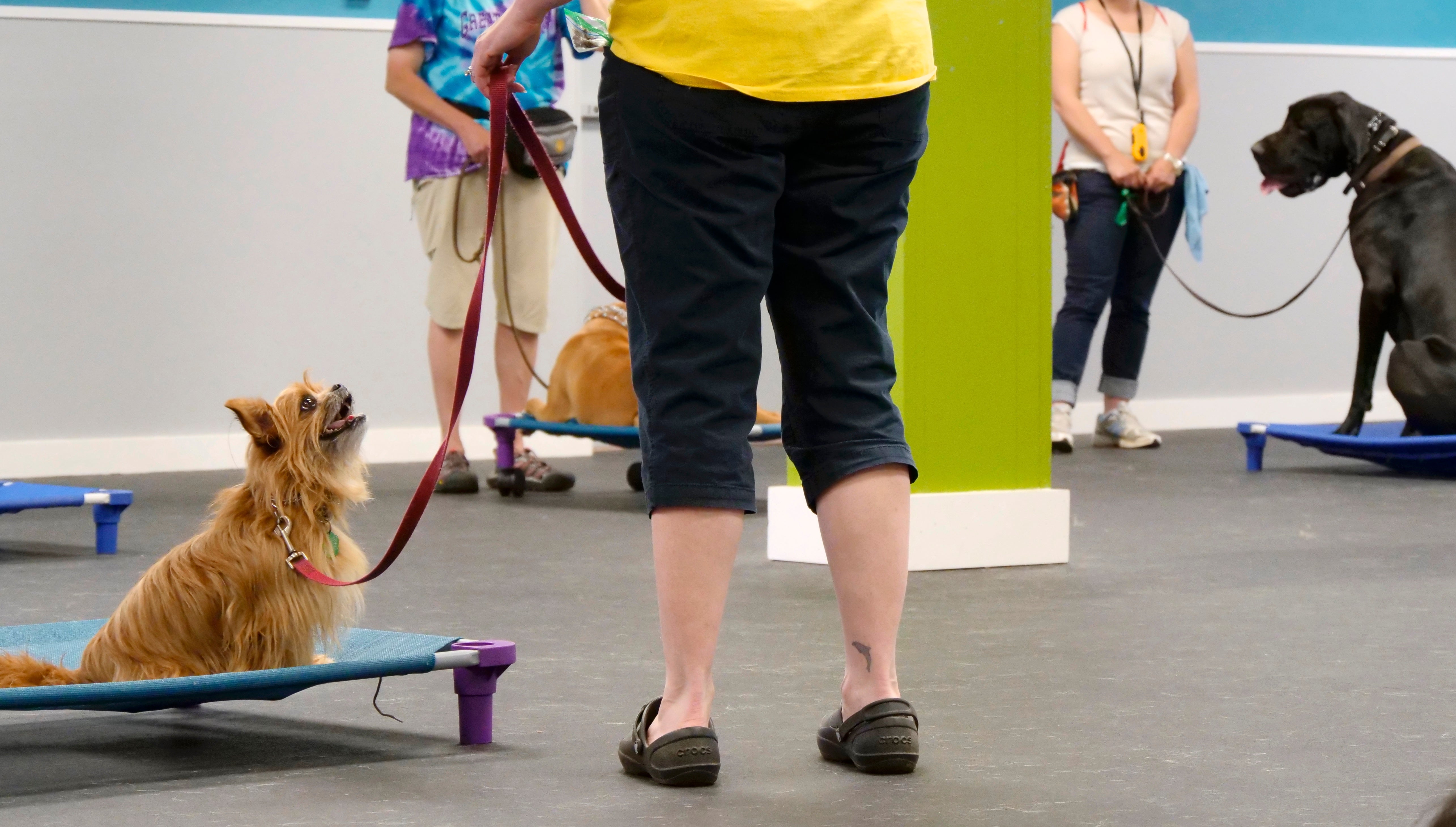 Consider The Dog Obedience Training