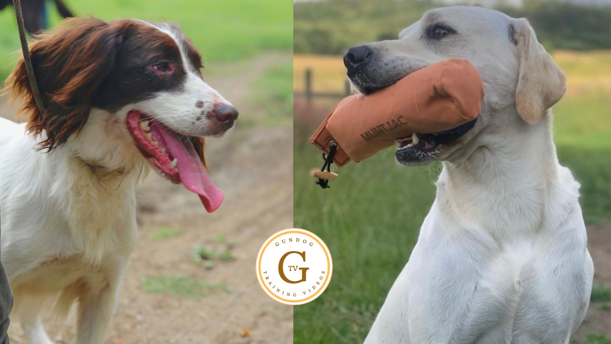 All Videos - Retrievers & Spaniels