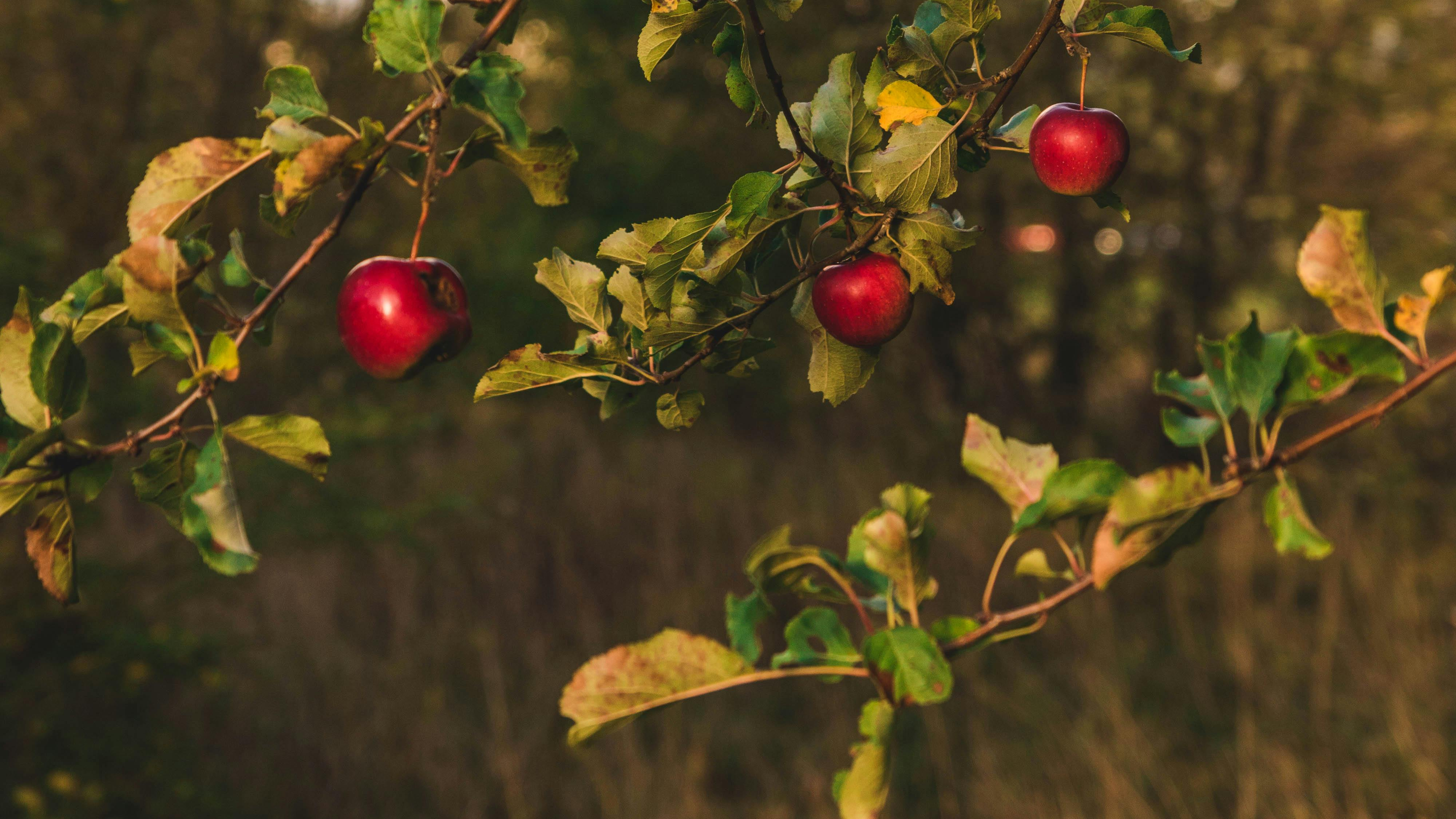 Monthly subscription