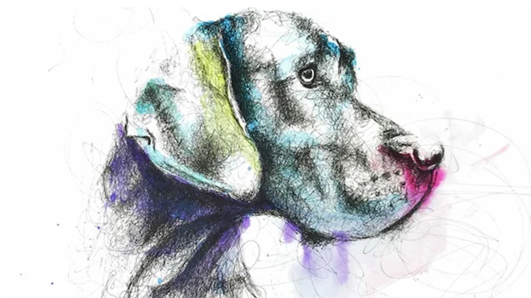 Scribble Drawing Pet Portrait