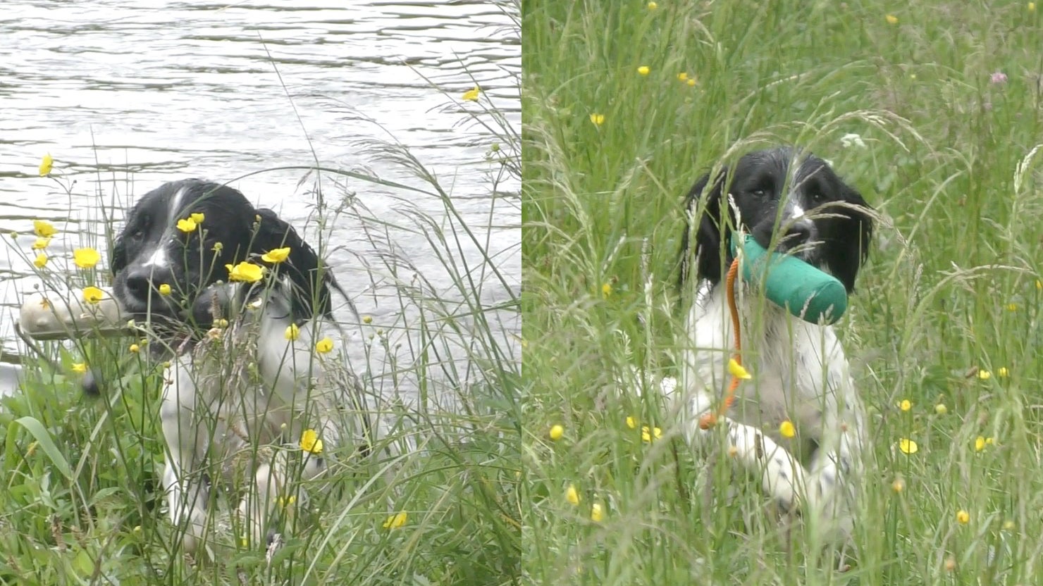 ⭐ Novice Working Spaniel Training