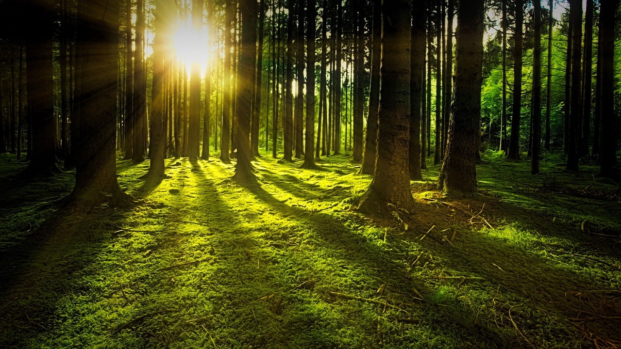 INHABIT Breathwork Guided Video Pack (3 Videos)