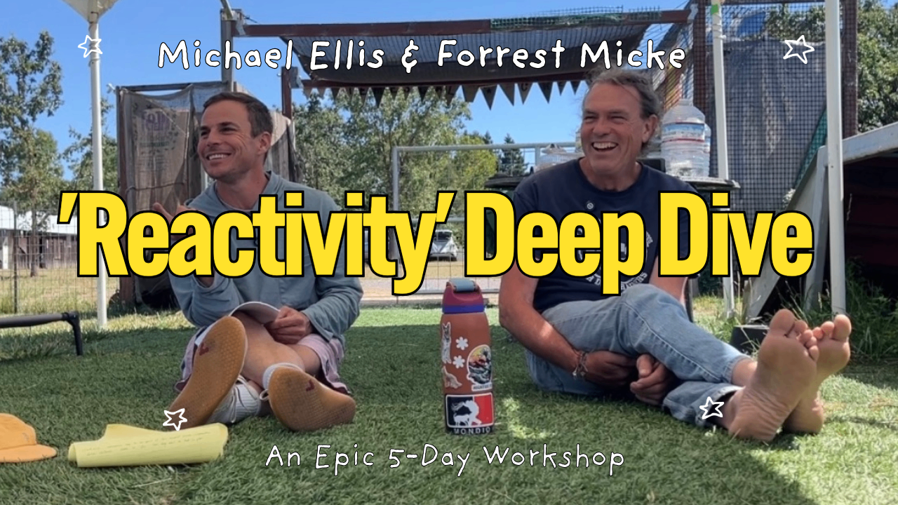 'Reactivity' Workshop / 5 Day Intensive