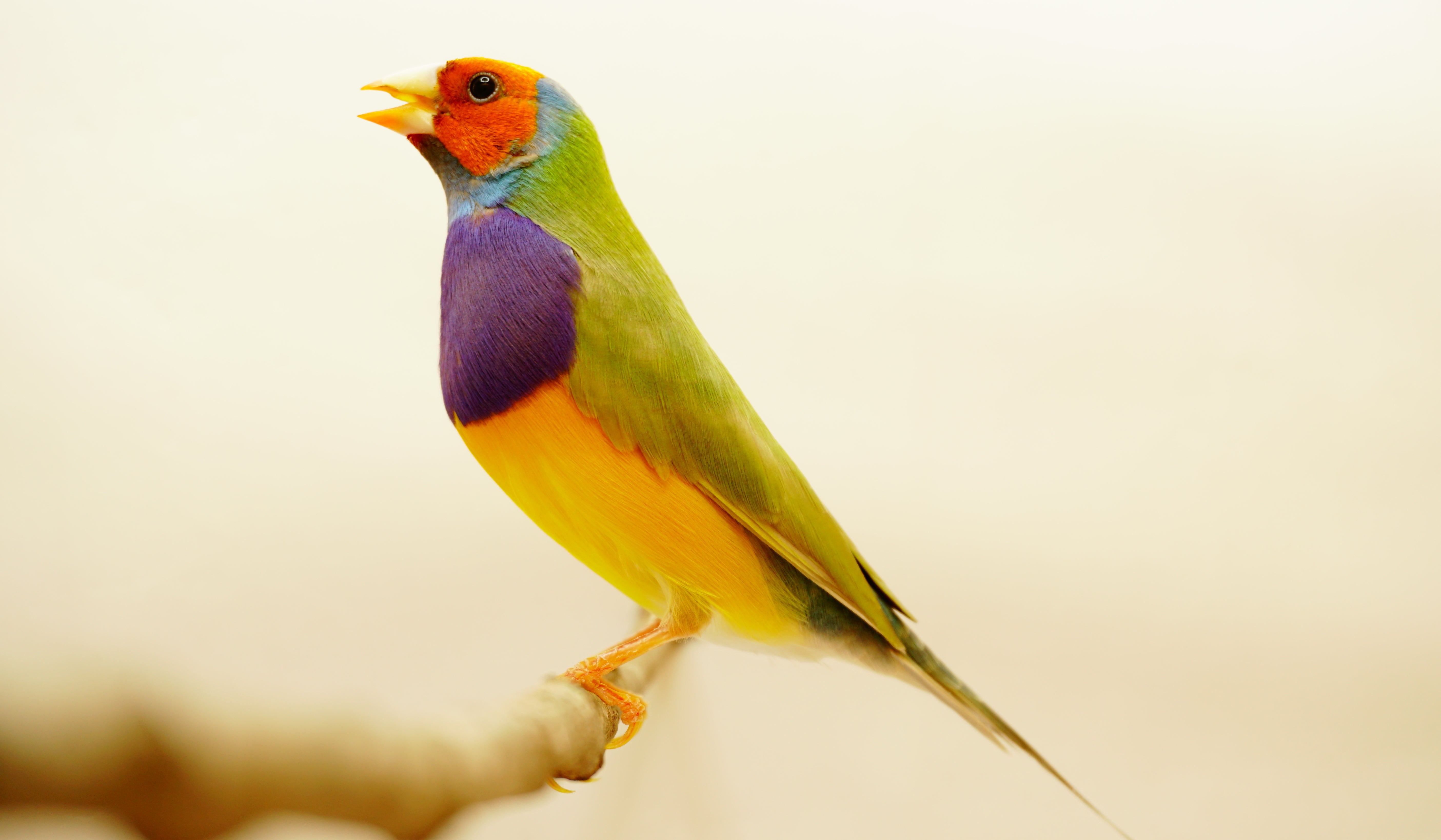 Birdie Monthly Membership