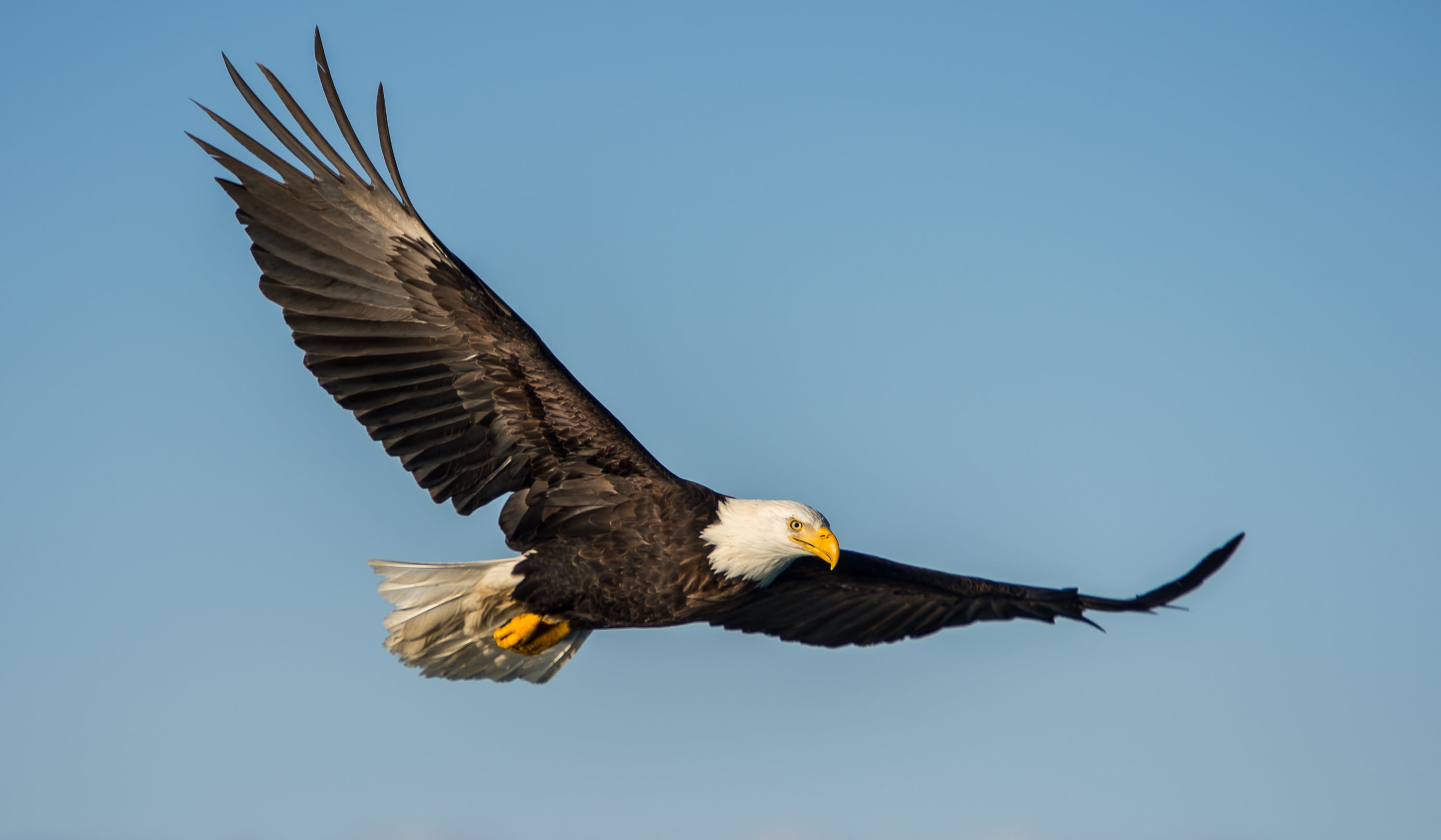 Eagle Yearly Membership