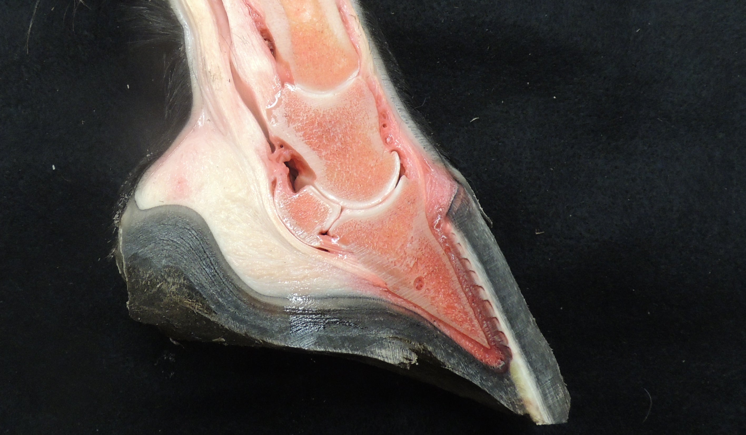 Equine Hoof Anatomy