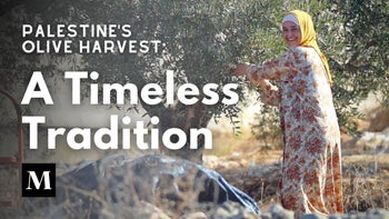 Palestine’s Olive Harvest: A Timeless Tradition | Mondoweiss