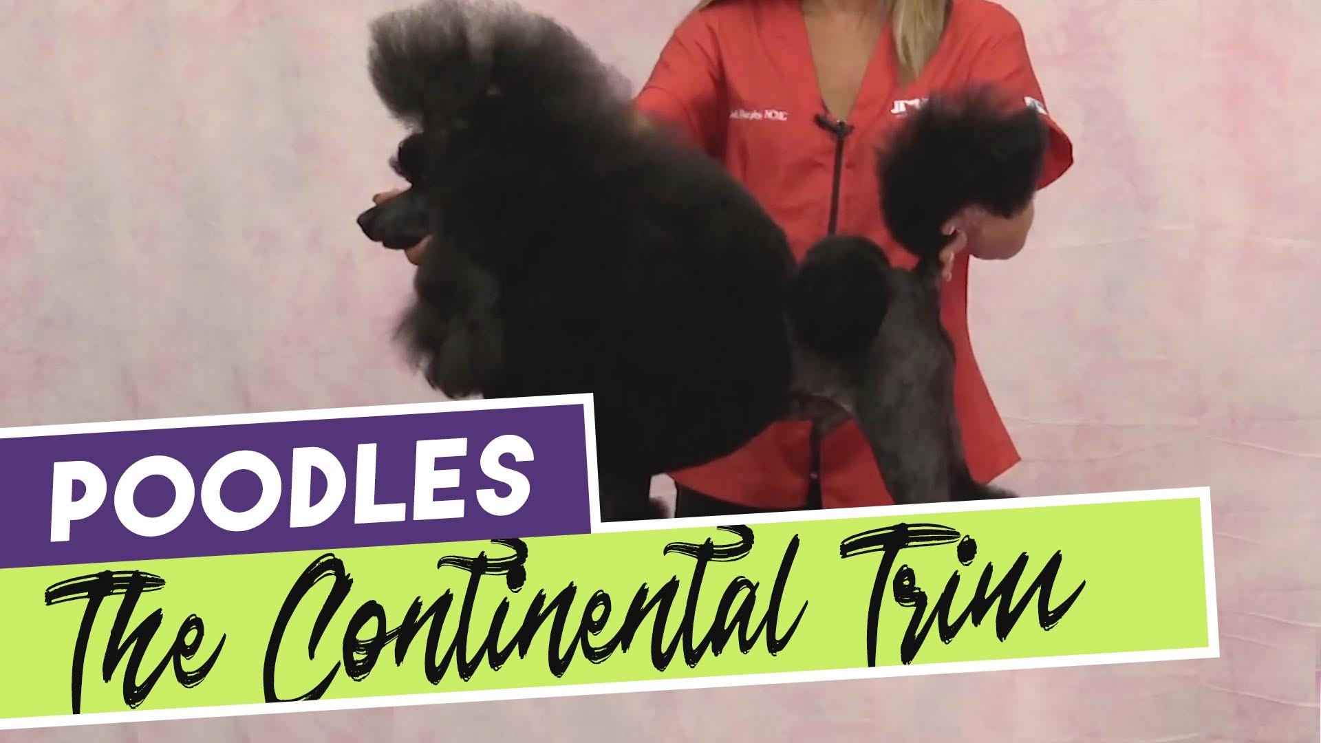 Poodle Competition Series: The Continental Trim [HD]