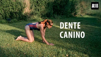 Dente Canino