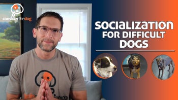 Socialization for Difficult Dogs