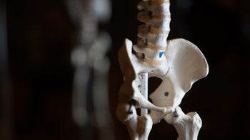 Programming for the Hip with Stephanie Bittner (5 CECS)