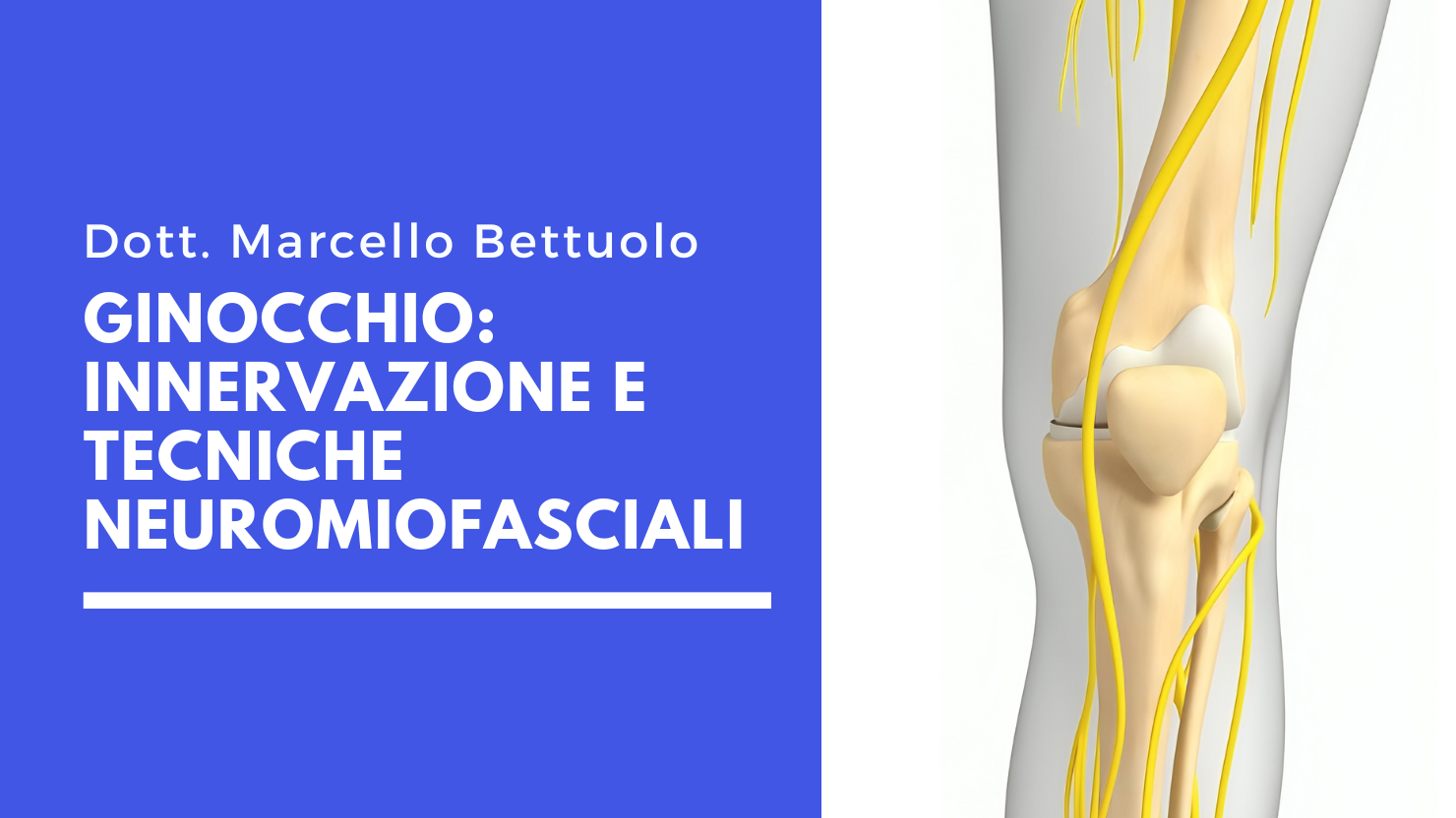 Videocorso Streamed Ginocchio Innervazione e Tecniche Neuromiofasciali Bettuolo