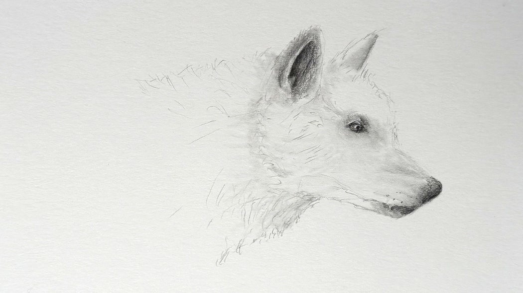 Drawing Animals in Graphite