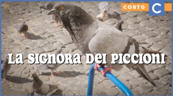 La signora dei piccioni